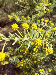 Acacia mariae