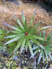 Cyathodes glauca