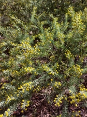 Acacia mariae
