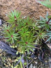 Cyathodes glauca