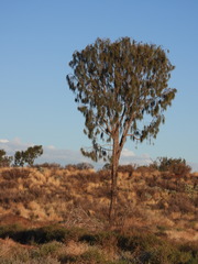 Allocasuarina decaisneana
