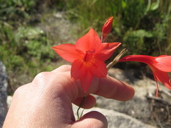 Gladiolus priorii