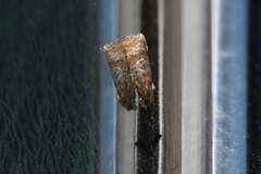 Retinia sabiniana