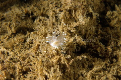 Antiopella cristata