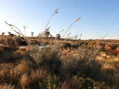 Grevillea eriostachya