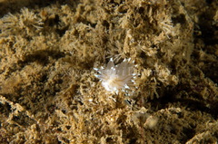 Antiopella cristata