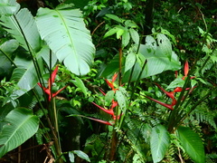 Heliconia