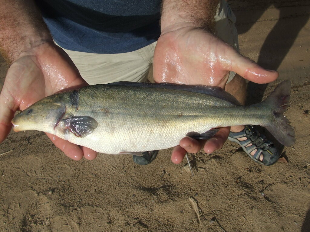 Bottle-nose (Mormyrus lacerda) — Mormyridae