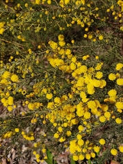 Acacia mariae