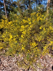 Acacia mariae