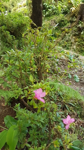 Image of Rhododendron indicum by (c) anasacuta, some rights reserved (CC BY)