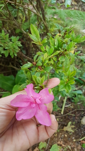 Rhododendron indicum