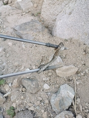 Macrovipera lebetinus