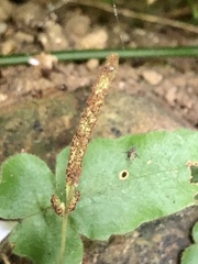 Tectaria zeilanica