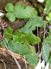 Tectaria zeilanica