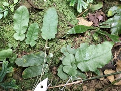 Tectaria zeilanica