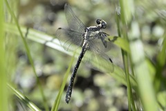 Octogomphus specularis