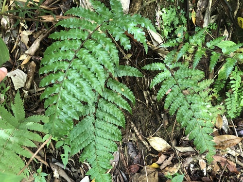 Cyathea metteniana iNat (2)