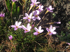 Oxalis polyphylla pentaphylla