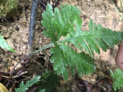 Pteris grevilleana