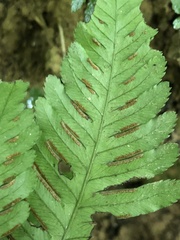 Pteris grevilleana