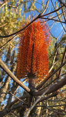 Banksia ericifolia
