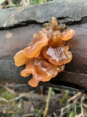 Tremella vesiculosa