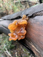 Tremella vesiculosa