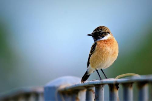 Siberian Stonechat