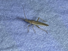 Stenodema trispinosum