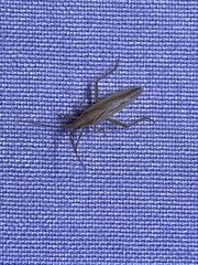 Stenodema trispinosum