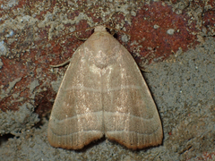 Bagisara rectifascia