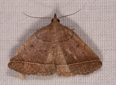 Zanclognatha obscuripennis