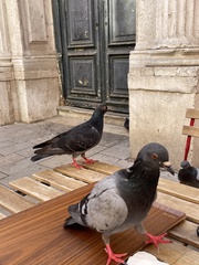 Columba livia domestica