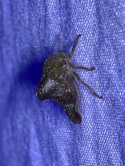 Telamona monticola