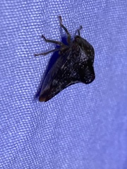 Telamona monticola