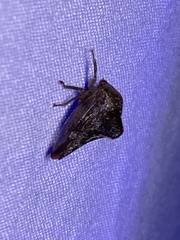 Telamona monticola