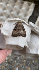Lymantria dispar