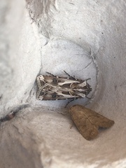 Agrotis vestigialis