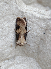 Agrotis puta
