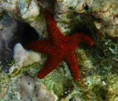 Image of Fromia milleporella