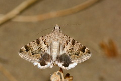 Drasteria flexuosa