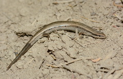 Ablepharus deserti