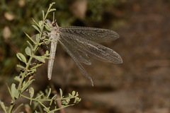 Acanthaclisis pallida