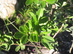 Indigofera cytisoides