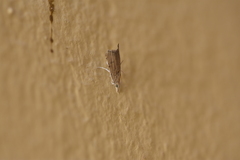 Hyperlais argillacealis