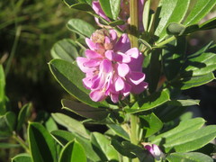 Indigofera cytisoides