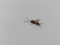 Glabridorsum stokesii