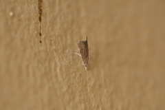 Hyperlais argillacealis
