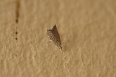 Hyperlais argillacealis